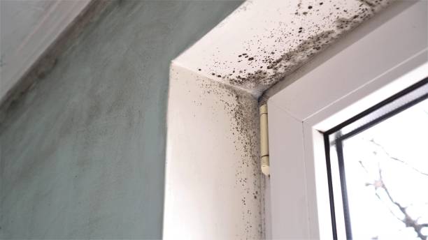 Best Fast Mold Removal  in Suffern, NY
