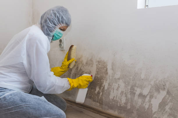 Best Mold Removal Company Near Me  in Suffern, NY