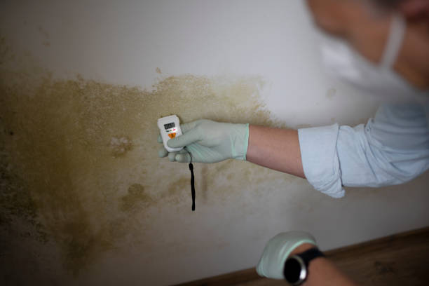 Best Mold Remediation  in Suffern, NY