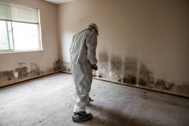 Best Mold Removal Near Me  in Suffern, NY