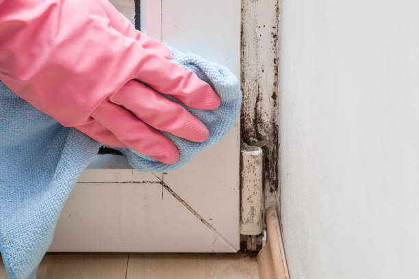 Trusted Suffern, NY Mold Removal Experts