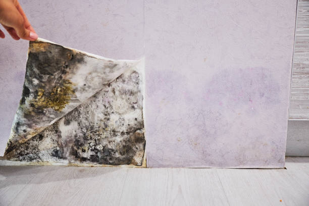 Best Toxic Mold Removal  in Suffern, NY